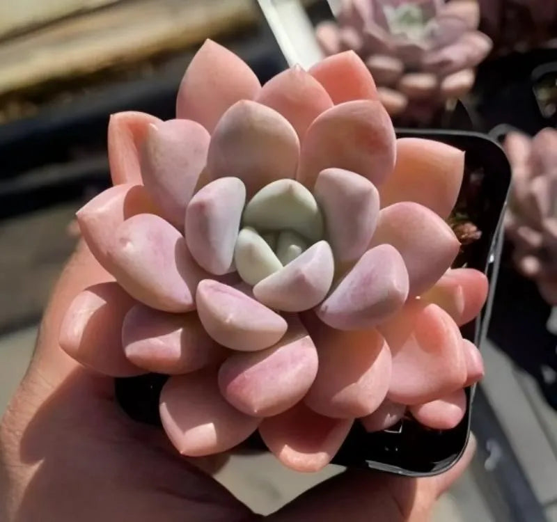 Pink and green echeveria succulent in black 3-inch pot, angled close-up