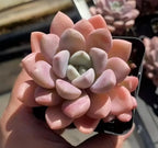 Pink and green echeveria succulent in black 3-inch pot, angled close-up