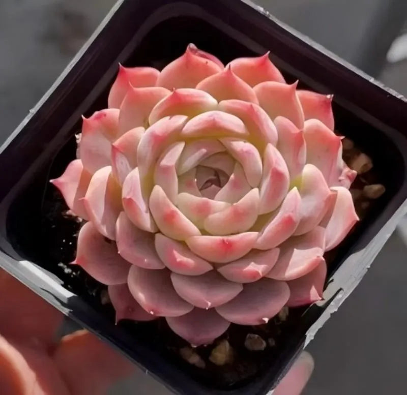 Echeveria Decibel 3-inch pot succulent, pink and cream rosette in black planter
