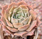 Echeveria Desert Camel Soil Song