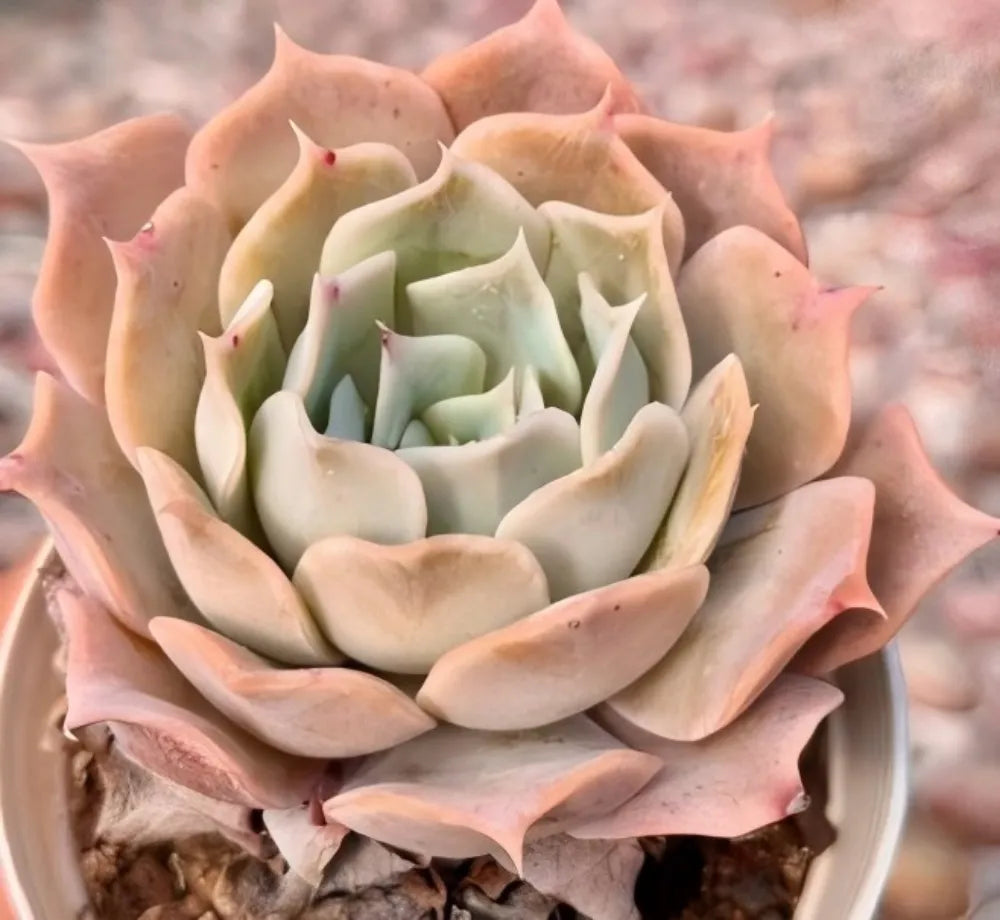 Echeveria Desert Camel Soil Song
