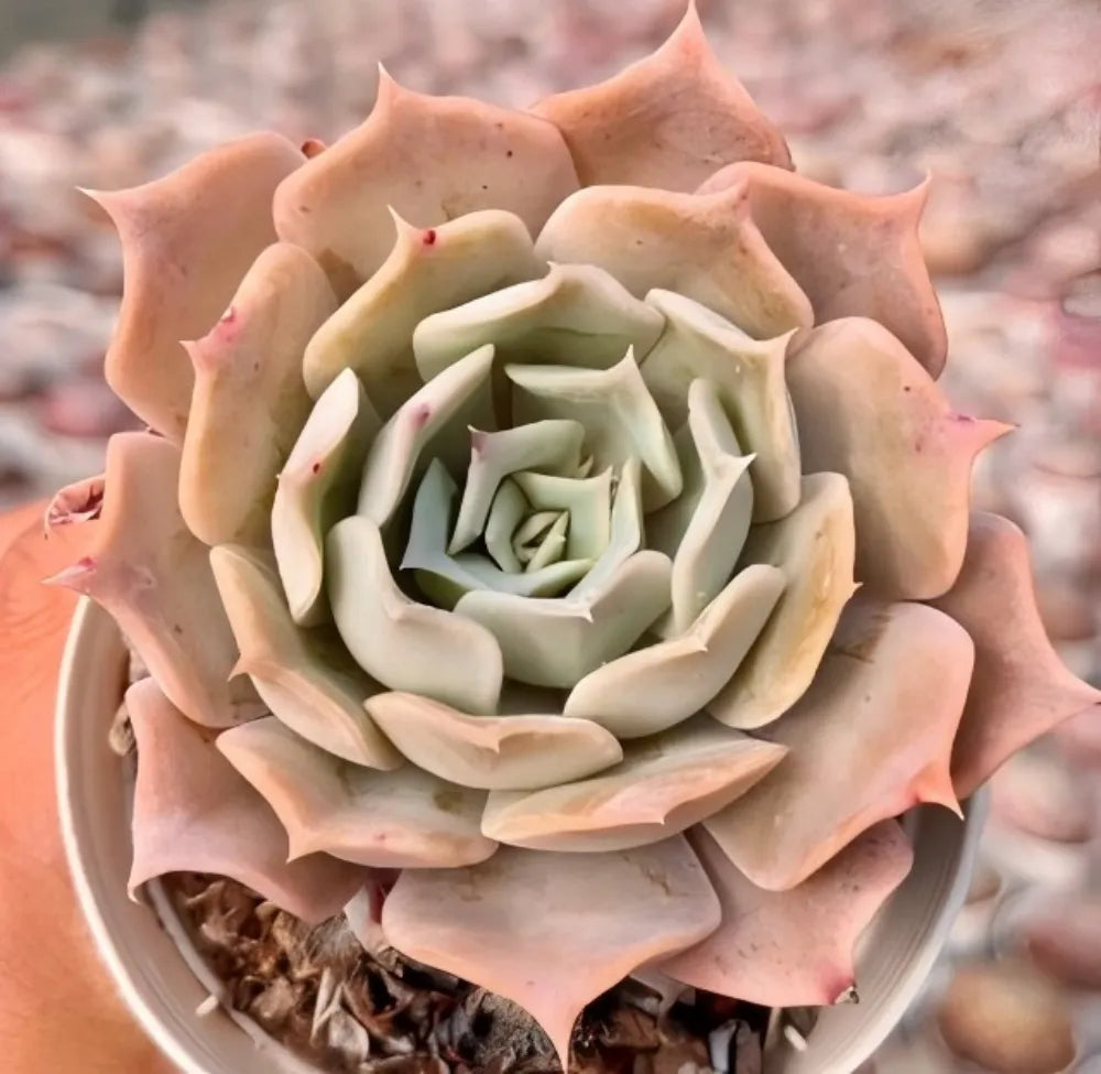 Echeveria Desert Camel Soil Song