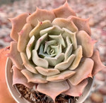 Echeveria Desert Camel Soil Song