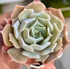 Echeveria Desert Camel Soil Song