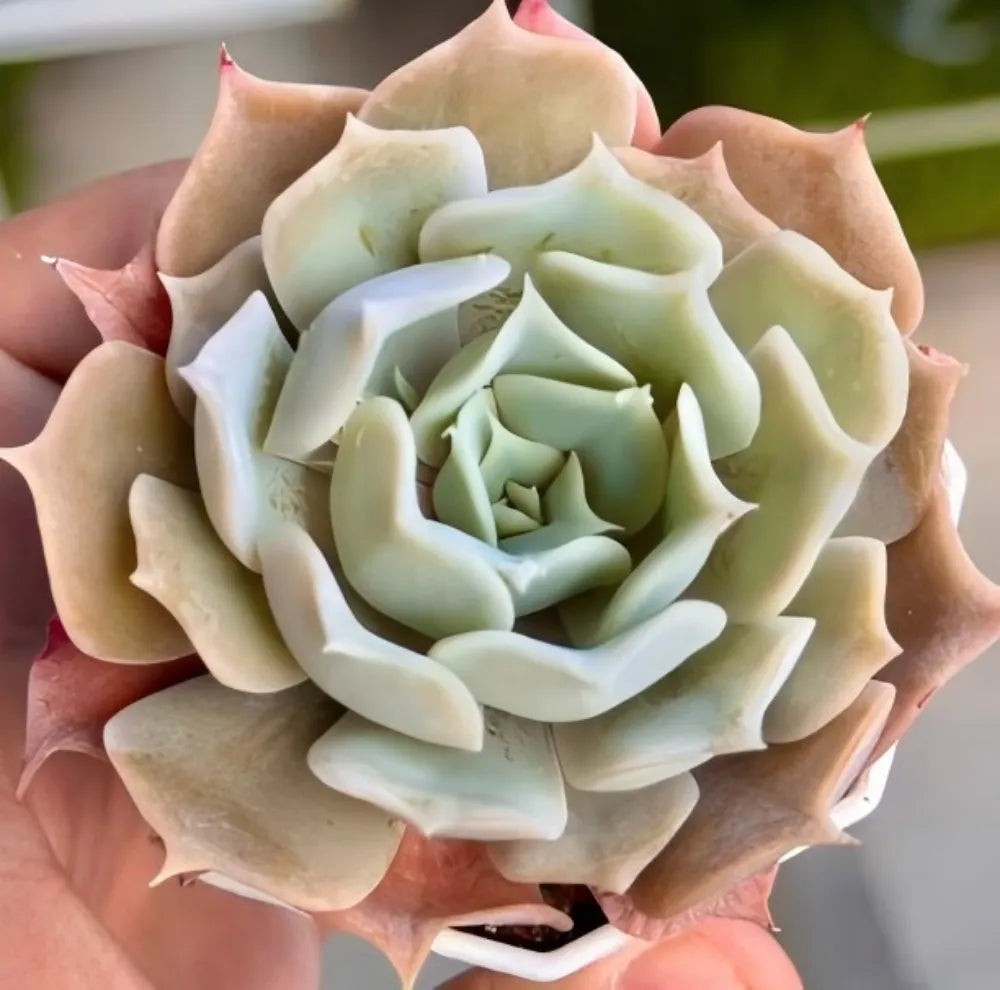 Echeveria Desert Camel Soil Song