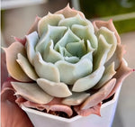 Echeveria Desert Camel Soil Song