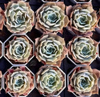 Echeveria Desert Camel Soil Song