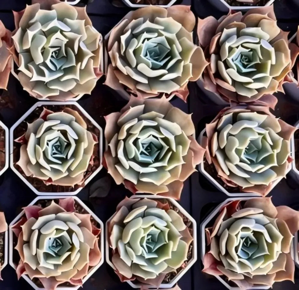 Echeveria Desert Camel Soil Song