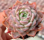 Echeveria Dream Amber Soil Song