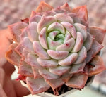 Echeveria Dream Amber Soil Song