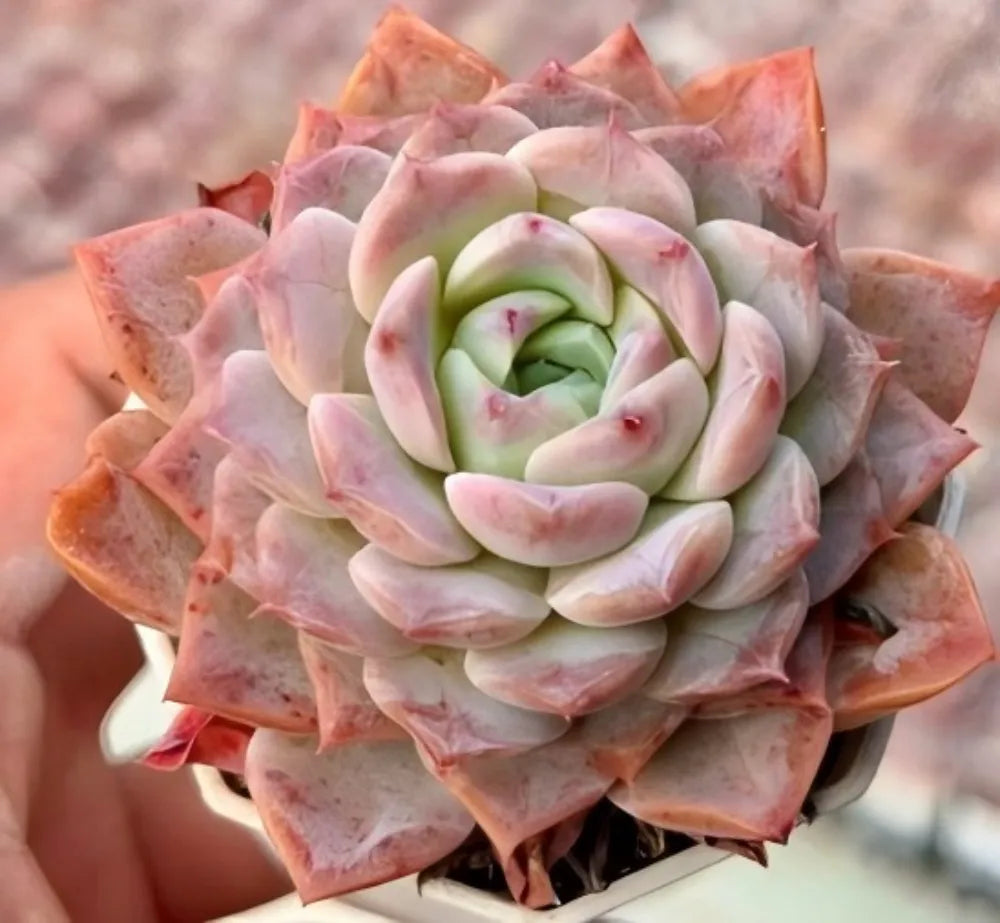 Echeveria Dream Amber Soil Song