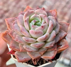 Echeveria Dream Amber Soil Song