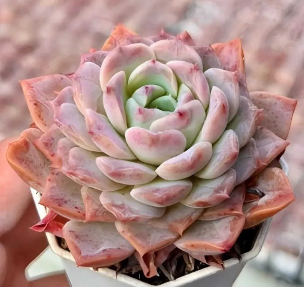 Echeveria Dream Amber Soil Song