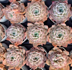 Echeveria Dream Amber Soil Song
