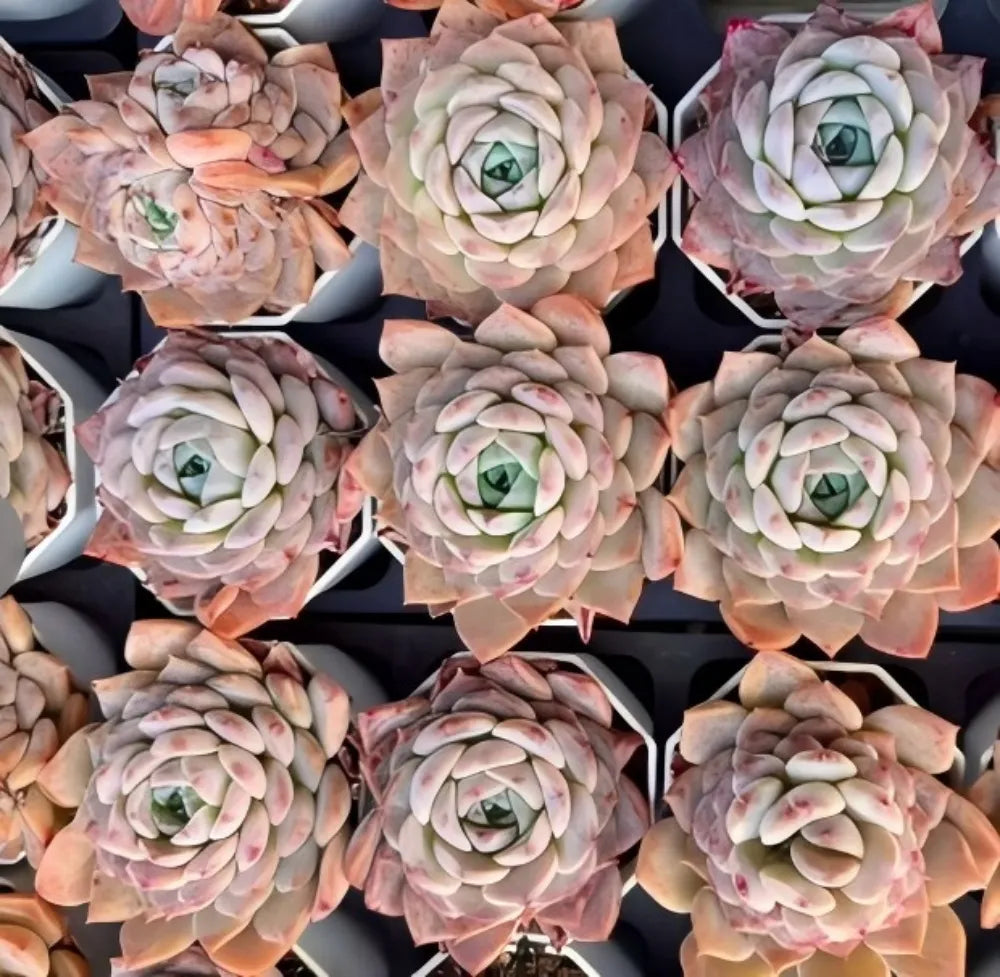Echeveria Dream Amber Soil Song