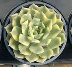Variegated echeveria succulent in 5 in pot, pale green rosette leaves