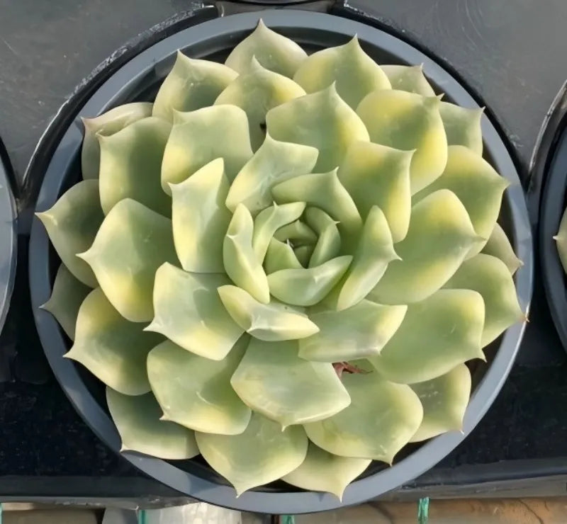 Variegated echeveria succulent in 5 in pot, large pale-green rosette