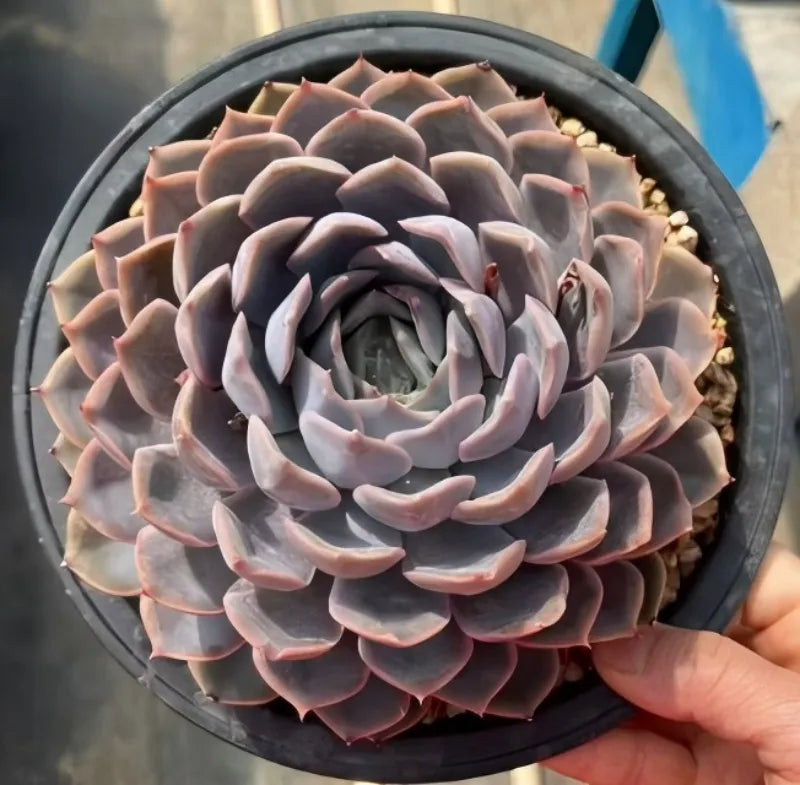 Echeveria succulent in dark pot, rosette leaves; finger holding rim