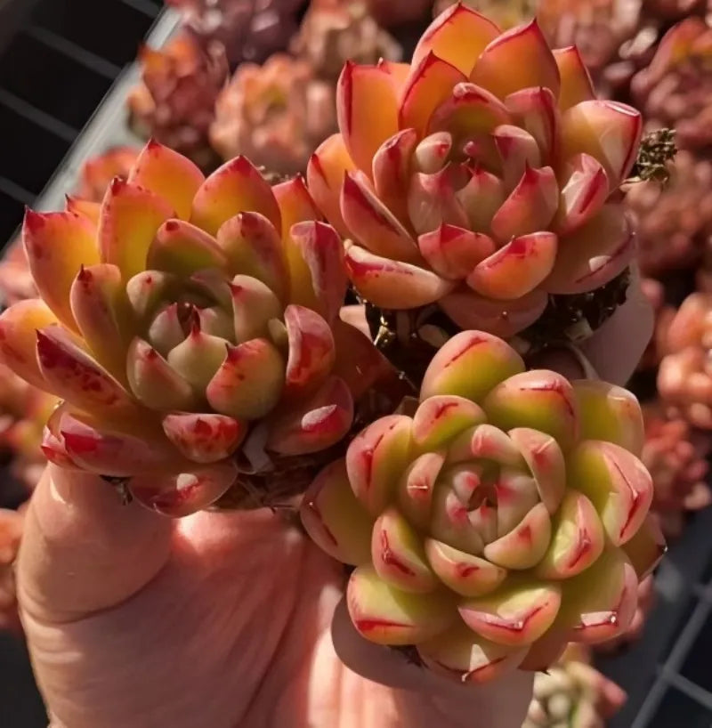 Echeveria Fire Kirin succulent in 2-inch pot, close-up orange-yellow rosette heads