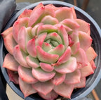 Variegated echeveria succulent with pink-edged leaves in a 4-inch pot