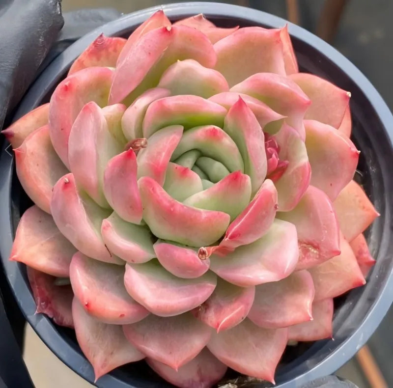 Variegated echeveria rosette in a 4-inch pot, pink outer leaves and green core