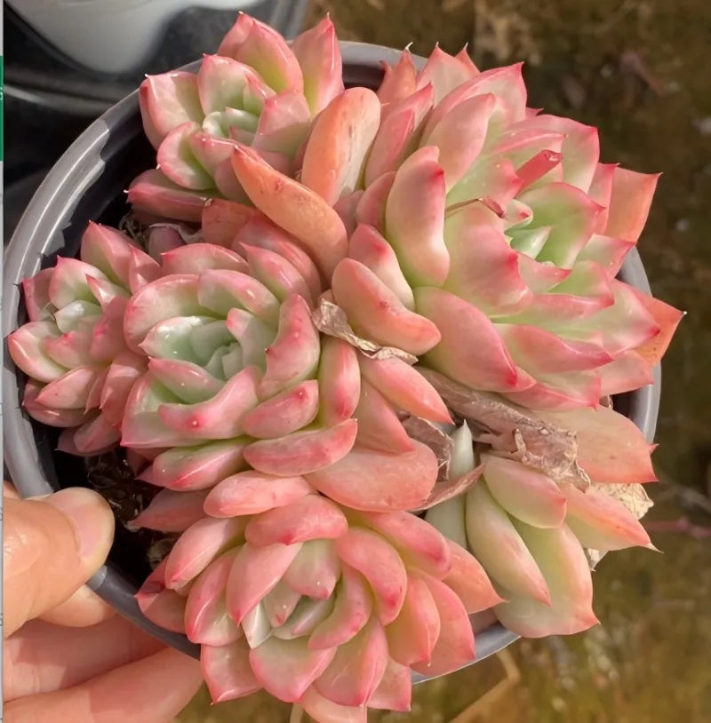 Variegated echeveria succulent in gray pot, pink rosette leaves with pale green centers