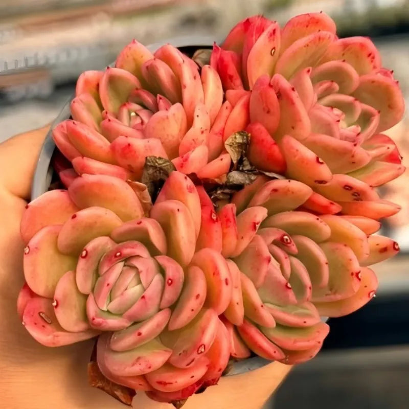 Coral Echeveria succulent in small pot, layered pointed rosette leaves