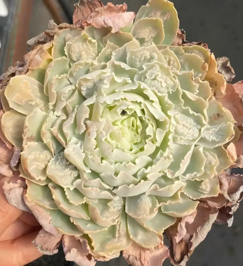 Echeveria rosette with pale green center and brown outer leaves, held up