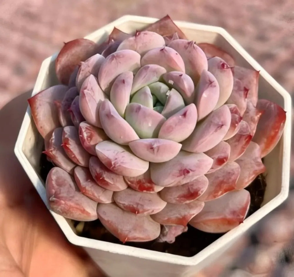Pink and green echeveria rosette succulent in a white planter