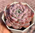 Pink and green echeveria rosette succulent in a white planter