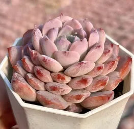 Echeveria Grace Soil Song