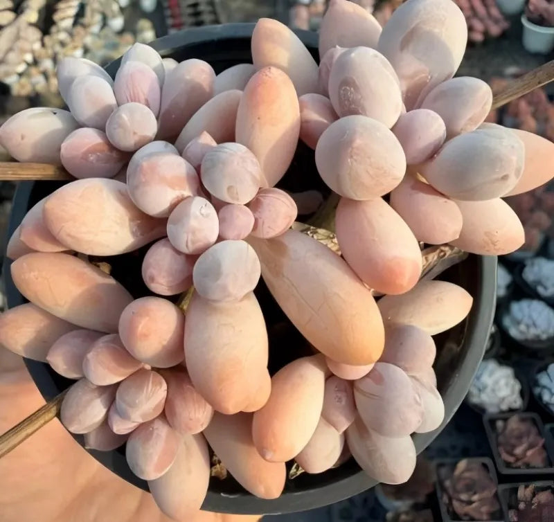 Echeveria Graptopetalum Amethystinum Soil Song