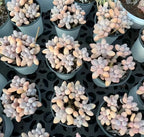 Succulent rosette plants in small pots, pastel lavender, peach, and pale blue leaves