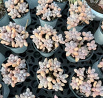 Echeveria Graptopetalum Amethystinum Soil Song