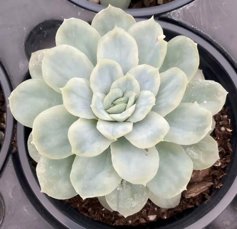 Echeveria succulent rosette in a 4-inch pot, pale blue-green leaves