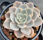 Variegated echeveria succulent in 4-inch pot, pale blue rosette with pink edges