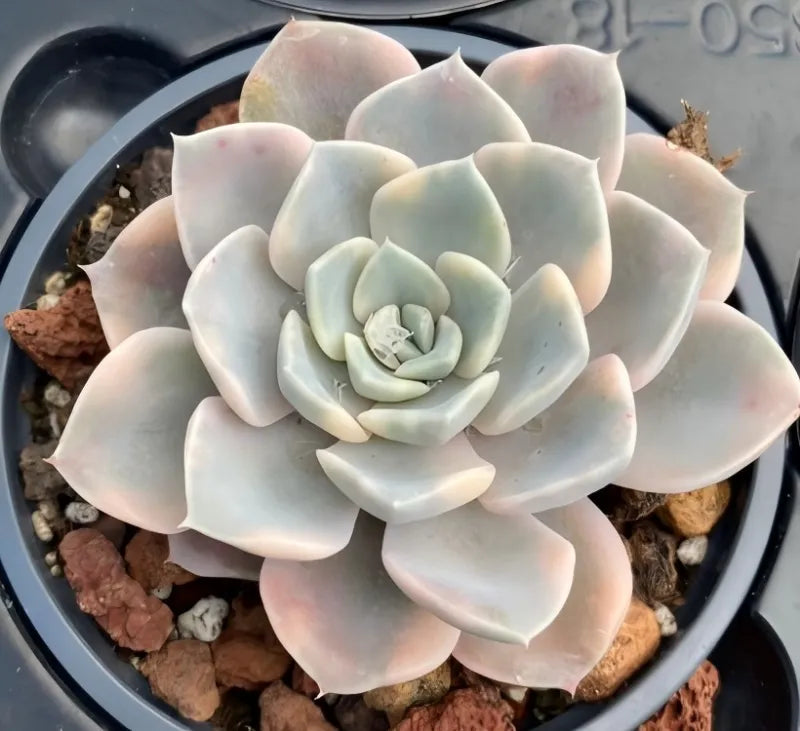 Variegated echeveria succulent in 4-inch pot, pale blue rosette with pink edges
