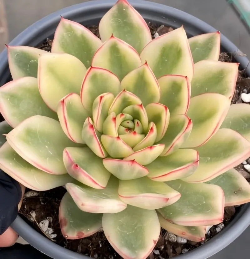 Echeveria succulent rosette in gray pot, pale green leaves with pink rim detail