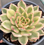 Tightly packed echeveria rosette, light green leaves with red-pink borders, in pot