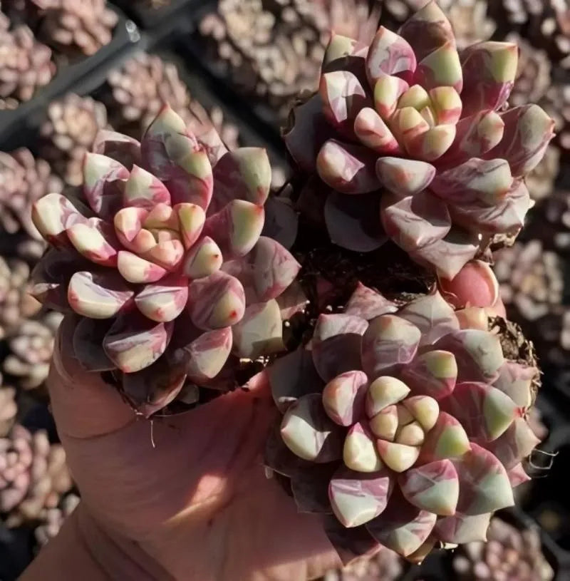 2-inch pot Echeveria Hirundo Sanguinea rosette succulents in terracotta pot, close-up cluster