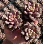 Hand holding 2-inch pot Echeveria Hirundo Sanguinea rosettes, pink and cream tones
