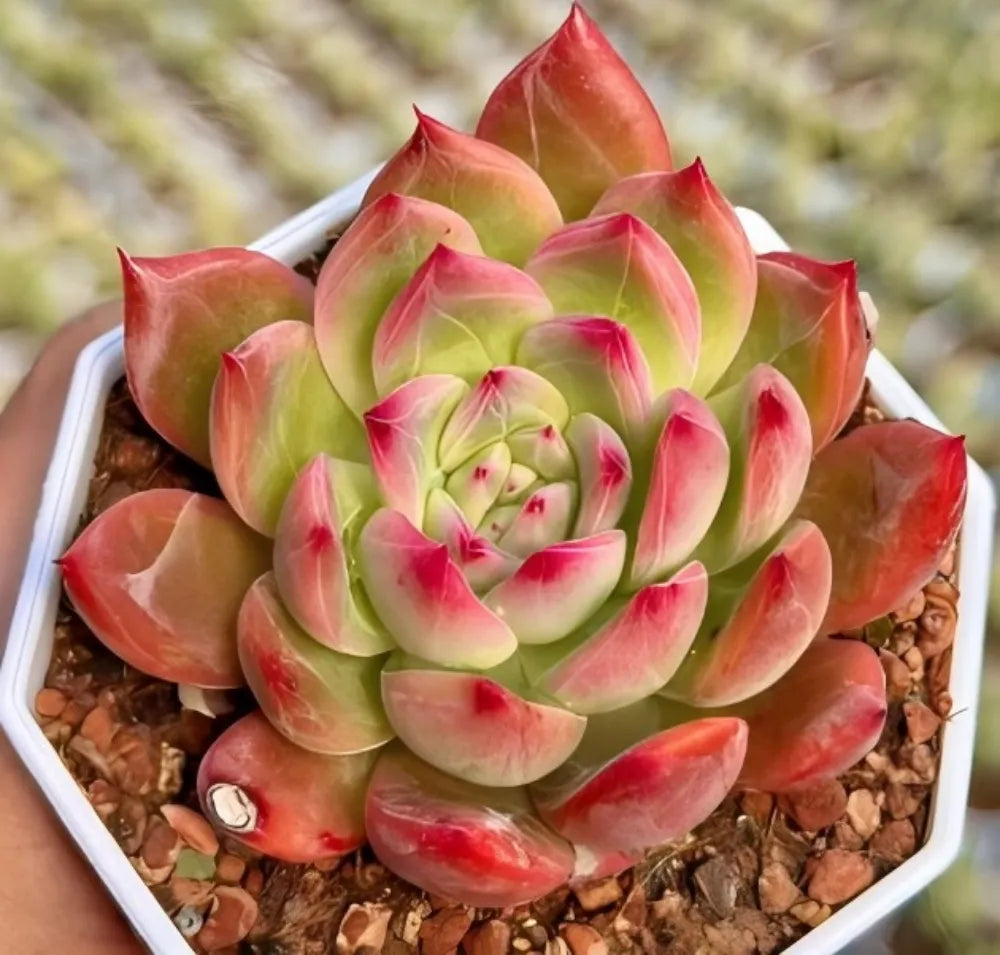 Echeveria Honey Pink Soil Song