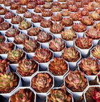 Echeveria honey pink succulents in small white trays, red-green leaves