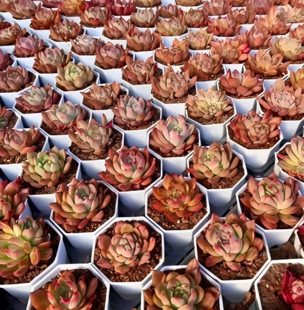 Echeveria Honey Pink Soil Song
