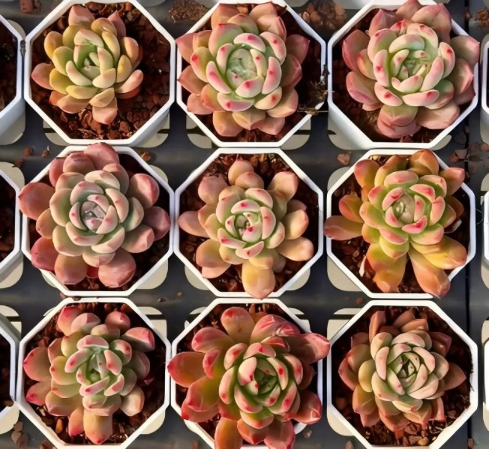 Echeveria Honey Pink Soil Song