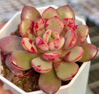 Echeveria succulent rosette with pink-red splashed pale green leaves