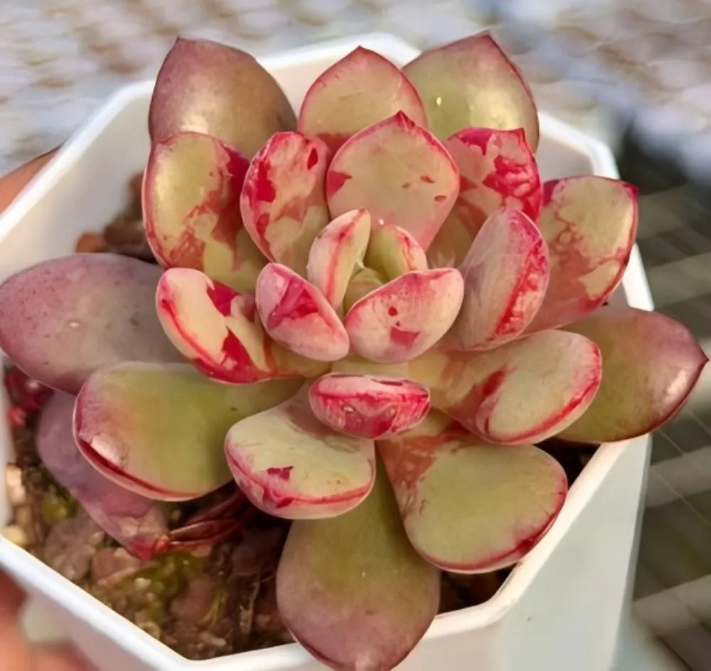 Echeveria Hua Dan Soil Song
