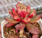 Echeveria succulent rosette with bright red streaks on pale pink leaves