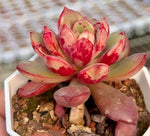 Echeveria Hua Dan Soil Song