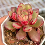Echeveria Hua Dan Soil Song